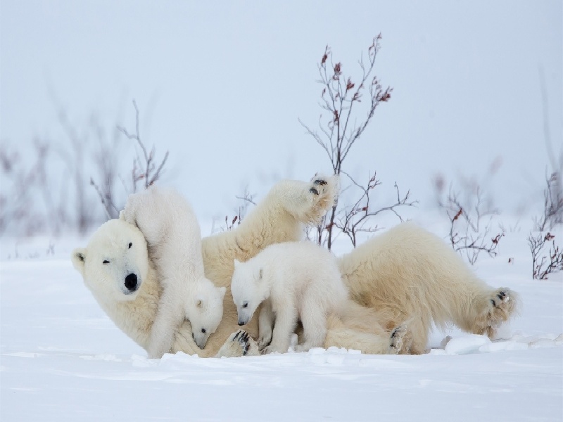 海口试管前的营养（精囊静脉扩张治疗费用）
