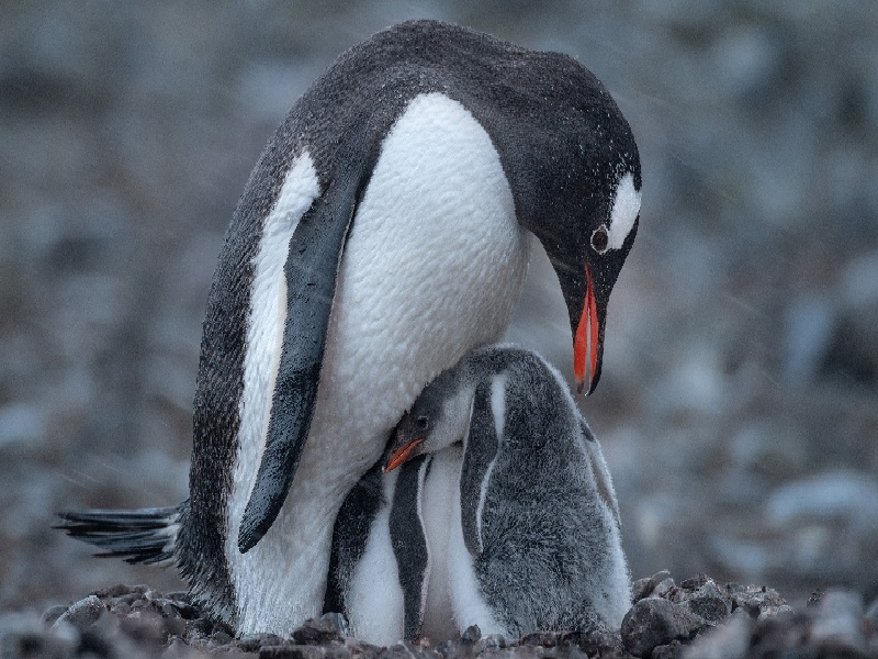海口宫腔内夫精人工授精费用（试管男的怎么取经）